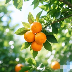 橘子客头像