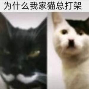 豹豹不怕183头像