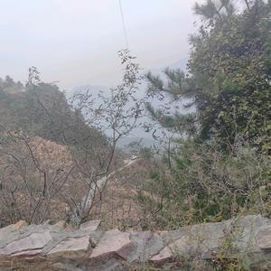 小哥，家禽购销头像