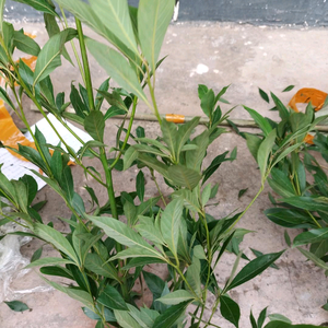 风景依旧爱头像