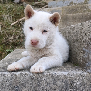 农夫山全(土猎犬繁殖.下司犬.收售狗苗)头像