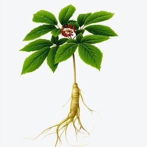 本草识别头像