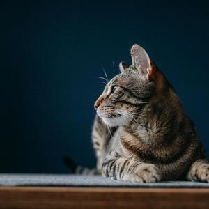 兜兜猪爱做饭头像
