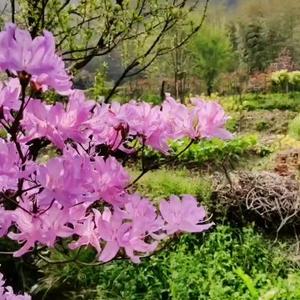 丝路解花语头像