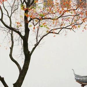 岸上有雨头像