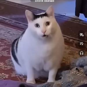 小绵羊头像