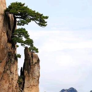 醒透植物饮头像