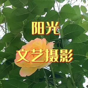 阳光文艺摄影头像