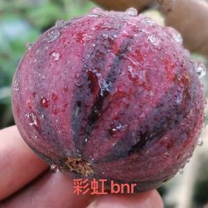 无花果雪姐头像