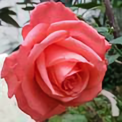 彭林子头像