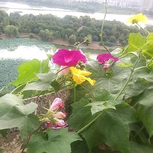 珊瑚绽放0U5u头像