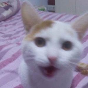 猫狗盒子头像