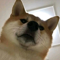 几缕小暖阳头像