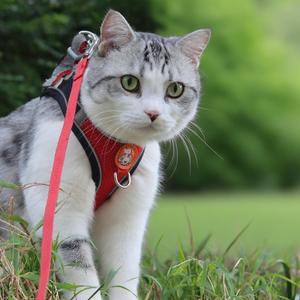 猫吖头像
