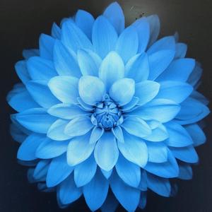 每日推文头像