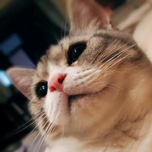 engeleno桃桃头像
