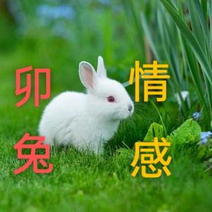 卯兔情感 头像