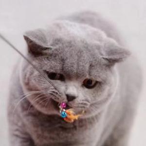 养了一窝喵 头像