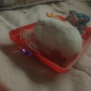 小白鼠ヾ(@^▽^@)ノ