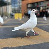 江北一鸽头像