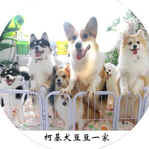 柯基犬豆豆一家头像