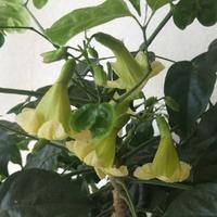 淡泊的钢笔Wc头像