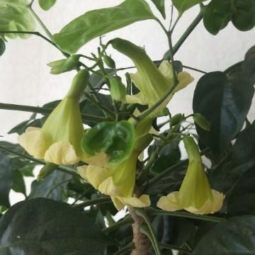 淡泊的钢笔Wc头像