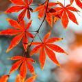 山野村夫头像