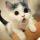 猫咪知识小问答头像