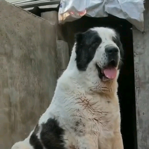 @巴克猛犬园头像