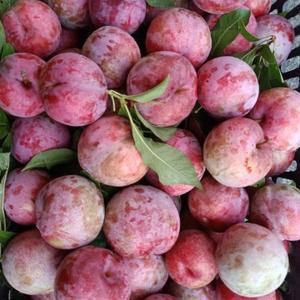 老张聊科学 头像