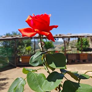 陇山行头像