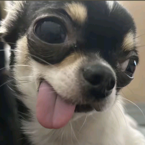有你好果子吃水果店头像