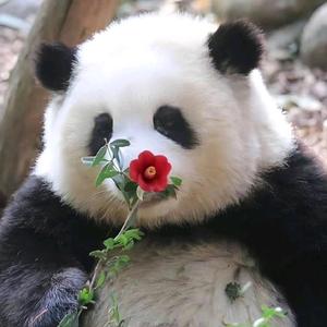圆圆聊娱头像