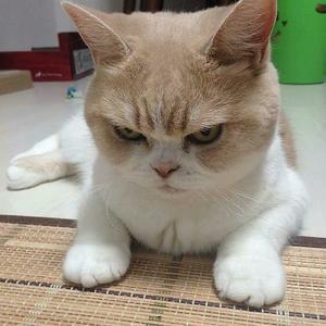 生气猫猫头像图片