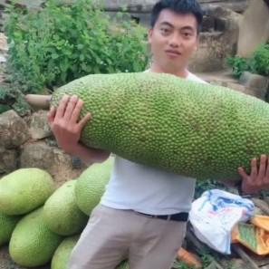 鲜今诞头像