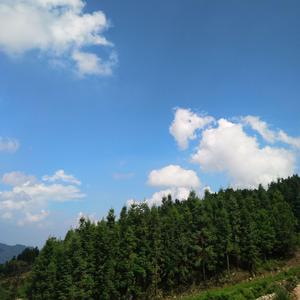 醉仙茶叶头像
