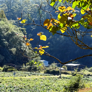 山谷闲居头像