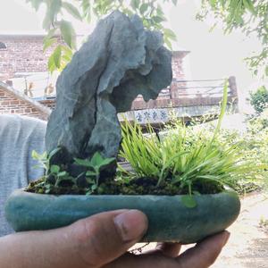 花房园艺头像