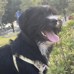 狗子头像