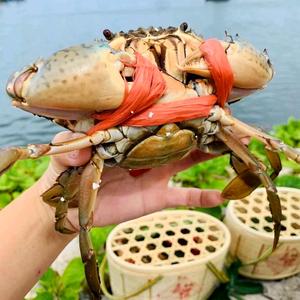 海岛兄弟野生红鲟膏蟹头像