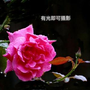 花样年华爱影头像