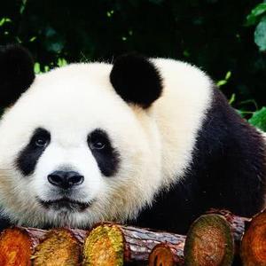 不吐不快直评头像