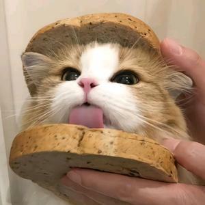 猫meme小剧场头像