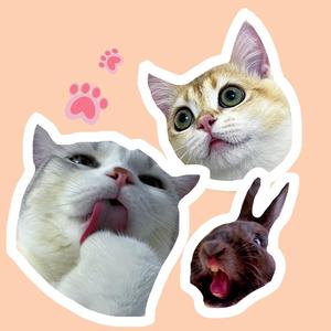胖猫与兔头像