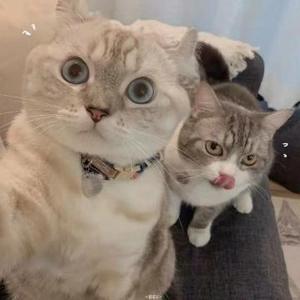 是三不是四呀头像