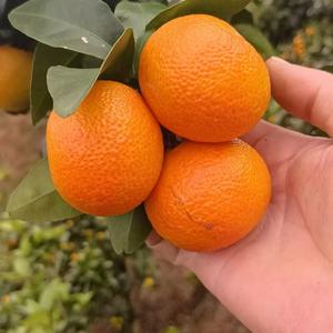 阿波果蔬头像