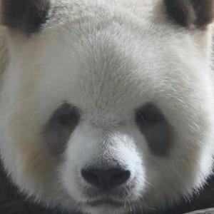 大大滴坏头像