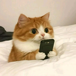 猫主子的幸福指南头像