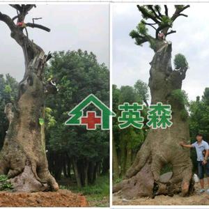 郑州英森生物科技有限公司头像